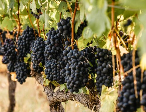 A Love Affair with the Land