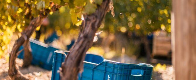 Lanzerac Wine Estate Harvest 2019 (5) (HR)