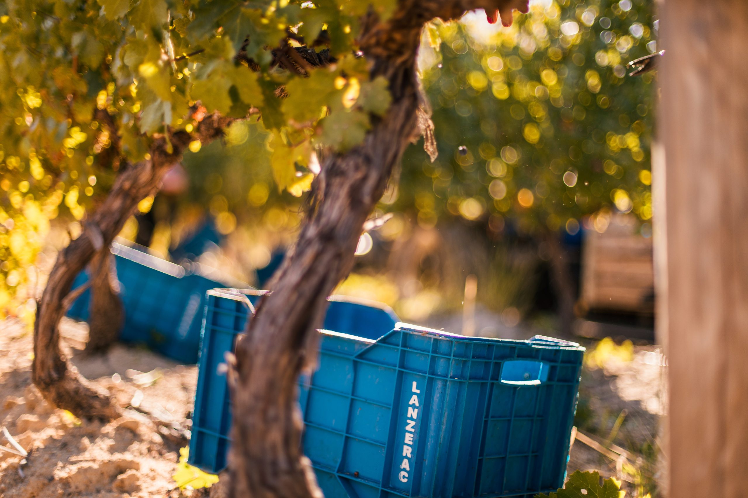 Lanzerac Wine Estate Harvest 2019 (5) (HR)
